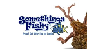 Something's Fishy – Devin Wolfenberger's Portfolio